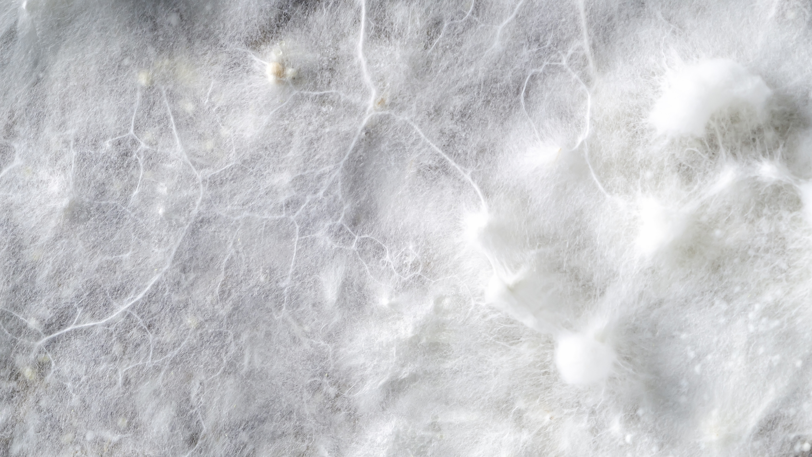 Transition, mycelium, and interbeing